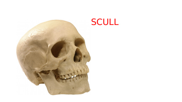  SCULL 