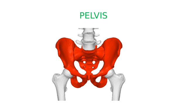 PELVIS 