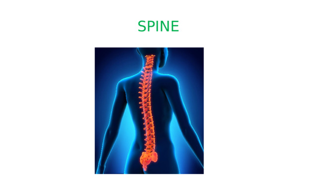 SPINE 