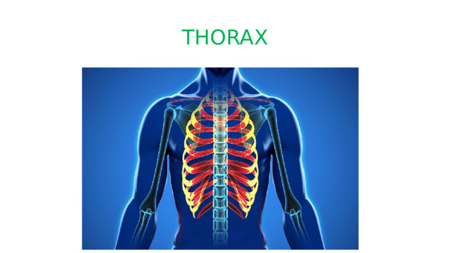 THORAX 