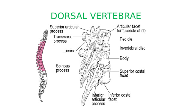 DORSAL VERTEBRAE 