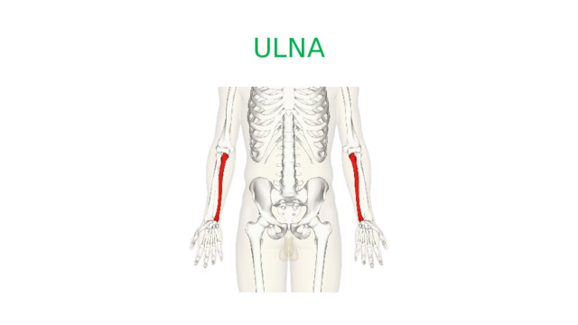 ULNA 