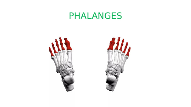 PHALANGES 