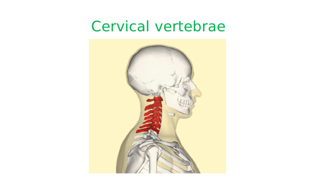 Cervical vertebrae 