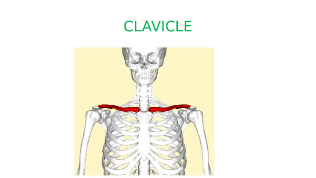 CLAVICLE 