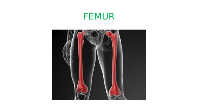 FEMUR 
