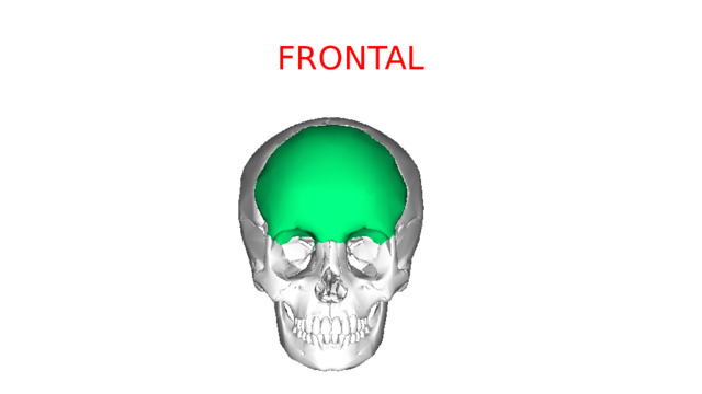 FRONTAL 