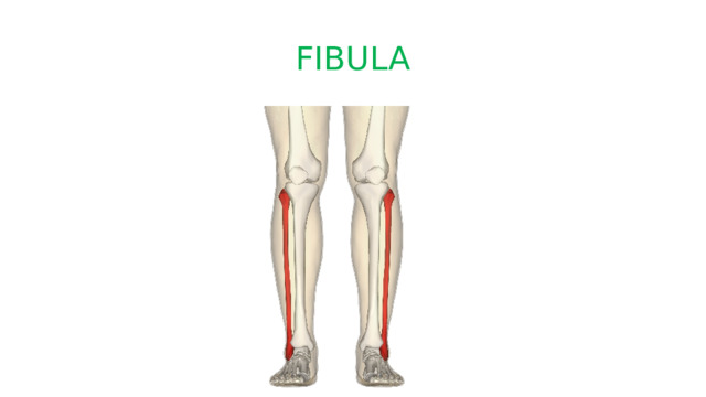 FIBULA 