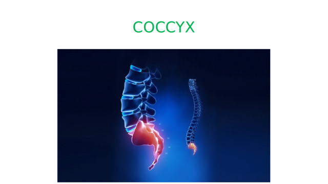 COCCYX 