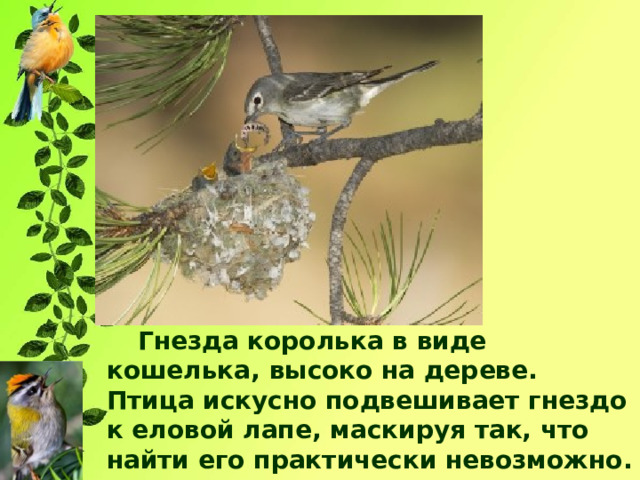 Гнезда королька в виде кошелька, высоко на дереве. Птица искусно подвешивает гнездо к еловой лапе, маскируя так, что найти его практически невозможно. 
