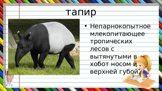 тапир Непарнокопытное млекопитающее тропических лесов с вытянутыми в хобот носом и верхней губой. 