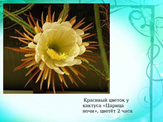  Красивый цветок у кактуса «Царица ночи», цветёт 2 часа 