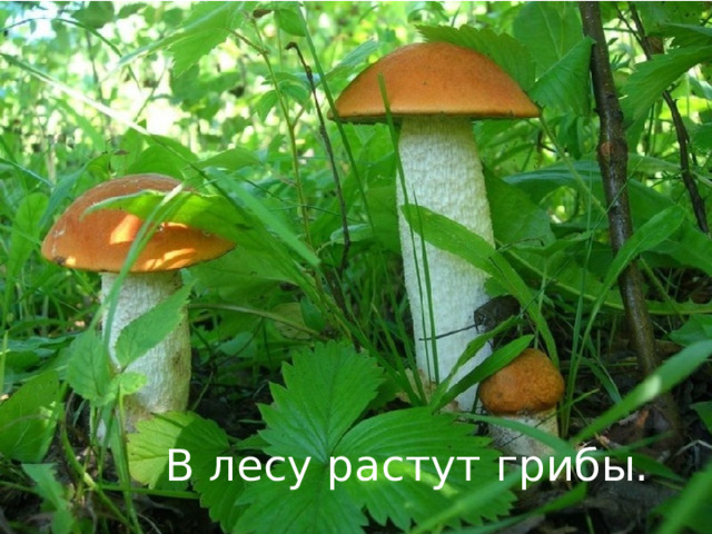 В лесу растут грибы. 