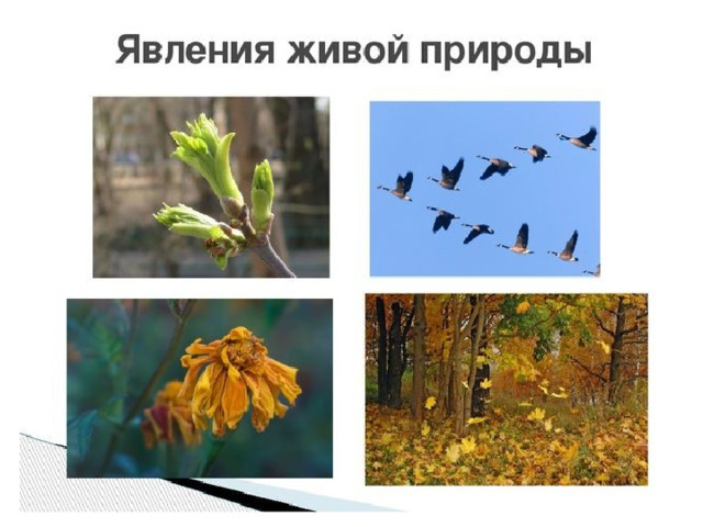 Явления неживой природы примеры для 2 класса