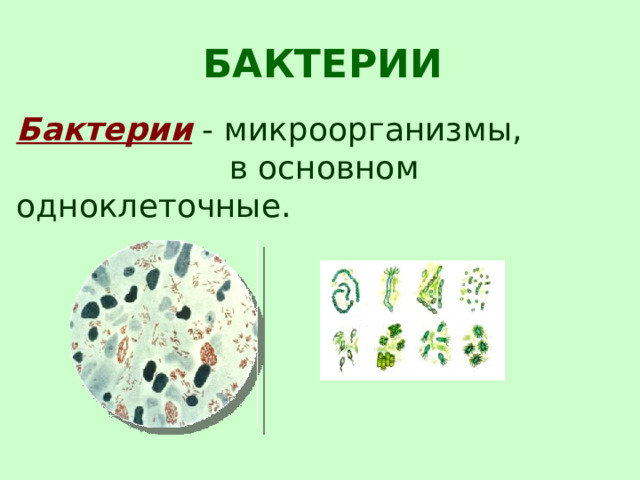 БАКТЕРИИ Бактерии  - микроорганизмы,  в основном одноклеточные.  