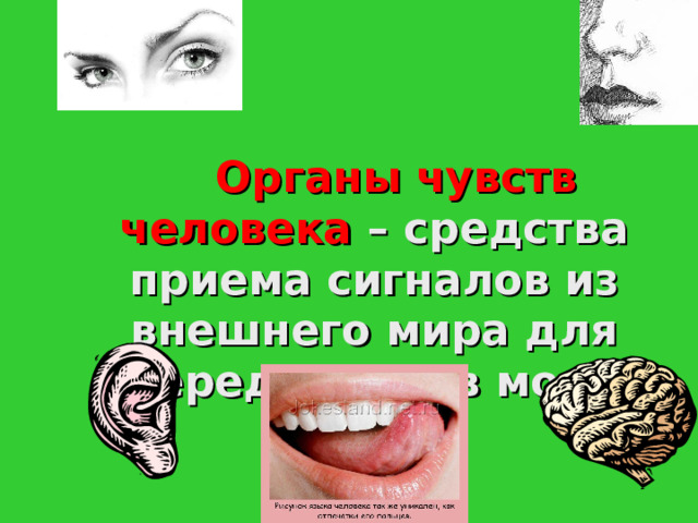   Органы чувств человека – средства приема сигналов из внешнего мира для передачи их в мозг. 