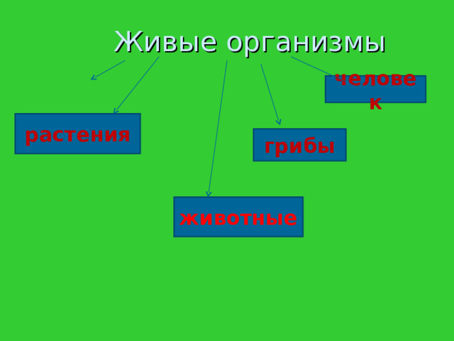 Живые организмы человек растения грибы животные 