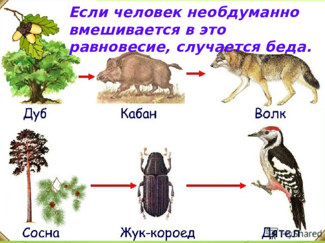 Если человек необдуманно вмешивается в это равновесие, случается беда. 