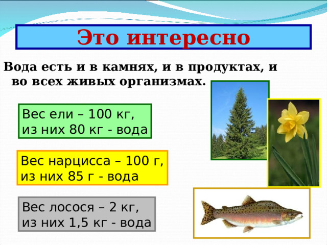 Это интересно Вода есть и в камнях, и в продуктах, и во всех живых организмах. Вес ели – 100 кг, из них 80 кг - вода Вес нарцисса – 100 г, из них 85 г - вода Вес лосося – 2 кг, из них 1,5 кг - вода 