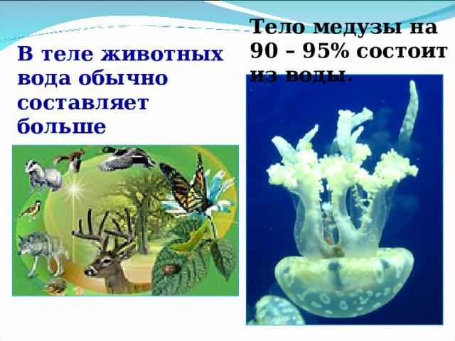 Тело медузы на 90 – 95% состоит из воды. В теле животных вода обычно составляет больше половины массы. 