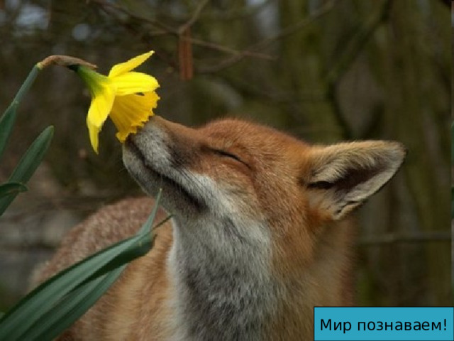 Мир познаваем! 