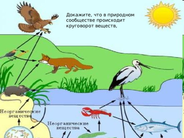 Докажите, что в природном сообществе происходит круговорот веществ, 