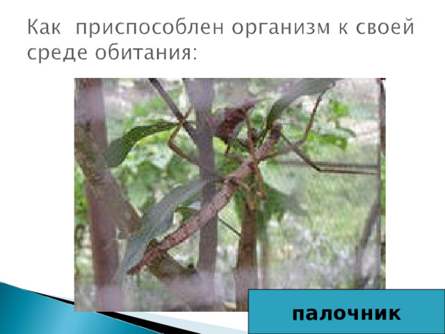 палочник 
