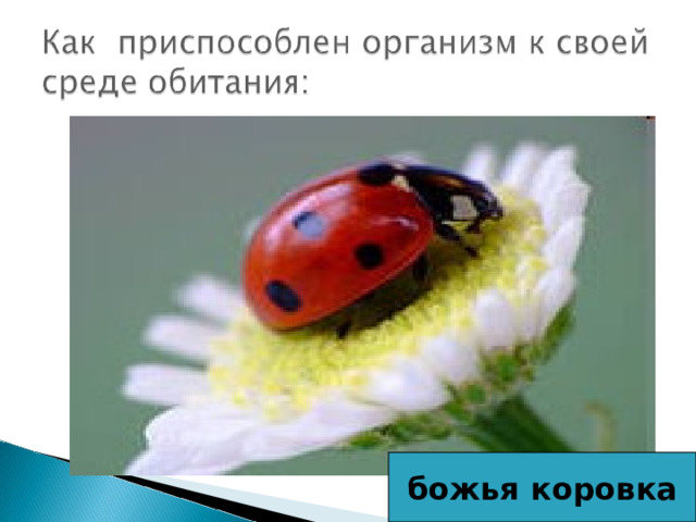 божья коровка 