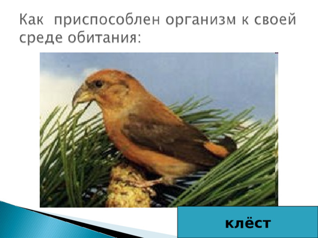 клёст 