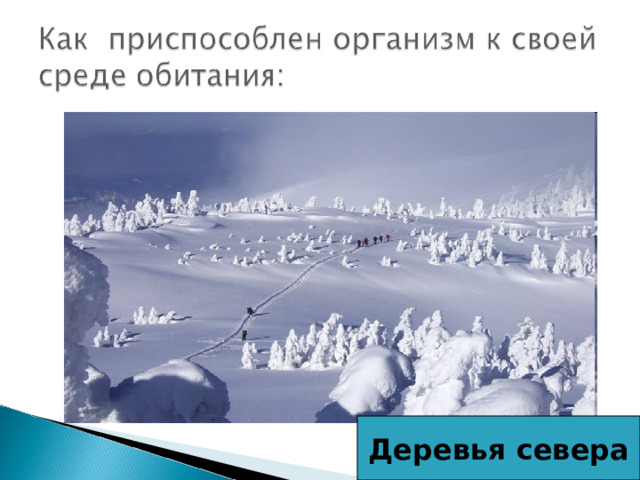 Деревья севера 