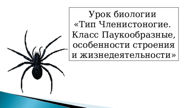 Урок биологии «Тип Членистоногие. Класс Паукообразные, особенности строения и жизнедеятельности» George Chernilevsky Quartl Opoterser 
