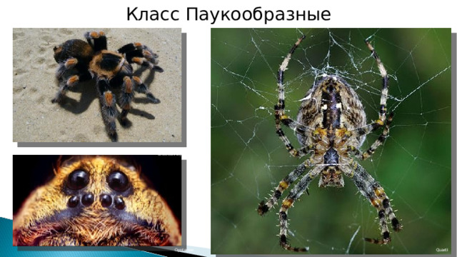 Класс Паукообразные George Chernilevsky Quartl Opoterser 