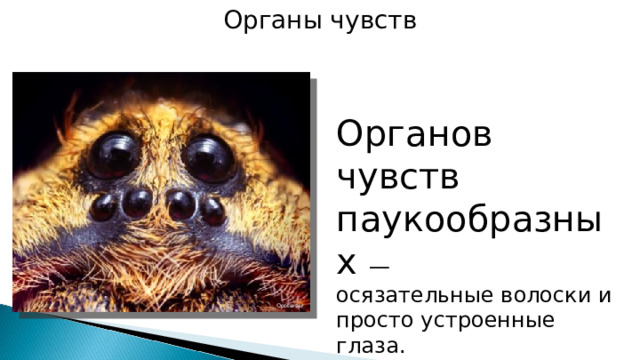 Органы чувств Органов чувств паукообразных — осязательные волоски и просто устроенные глаза. Opoterser 
