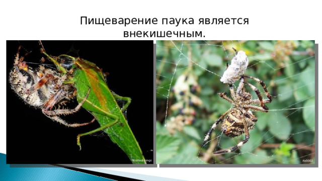 Пищеварение паука является внекишечным. Rustedstrings Fir0002 