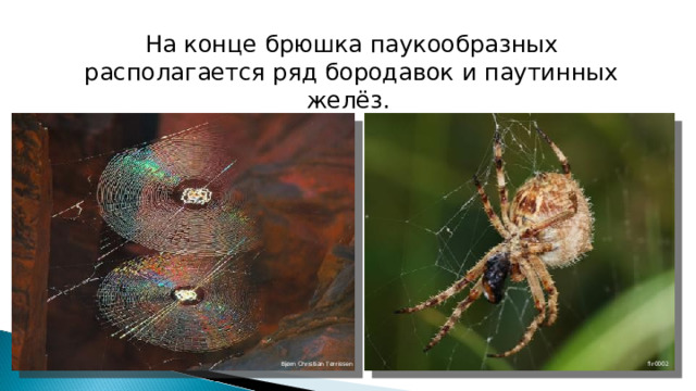 На конце брюшка паукообразных располагается ряд бородавок и паутинных желёз. fir0002 Bjørn Christian Tørrissen 