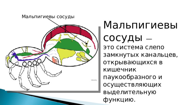Мальпигиевы сосуды Мальпигиевы сосуды — это система слепо замкнутых канальцев, открывающихся в кишечник паукообразного и осуществляющих выделительную функцию. Wassily 
