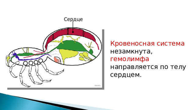 Сердце Кровеносная система незамкнута, гемолимфа направляется по телу сердцем. Wassily 