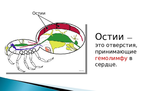 Остии Остии — это отверстия, принимающие гемолимфу в сердце. Wassily 