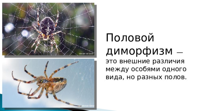 Половой диморфизм — это внешние различия между особями одного вида, но разных полов. Vincent de Groot Michael Gäbler 