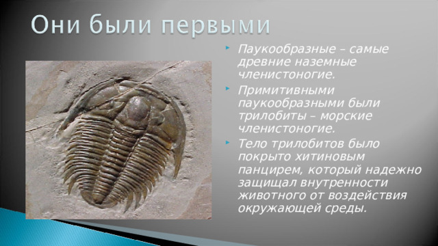 Паукообразные – самые древние наземные членистоногие. Примитивными паукообразными были трилобиты – морские членистоногие. Тело трилобитов было покрыто хитиновым панцирем, который надежно защищал внутренности животного от воздействия окружающей среды.  