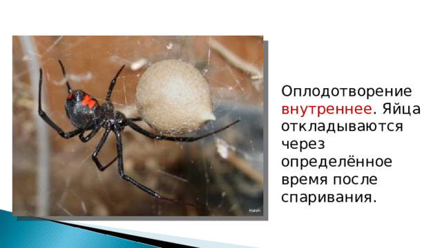 Оплодотворение внутреннее . Яйца откладываются через определённое время после спаривания.  Helen 