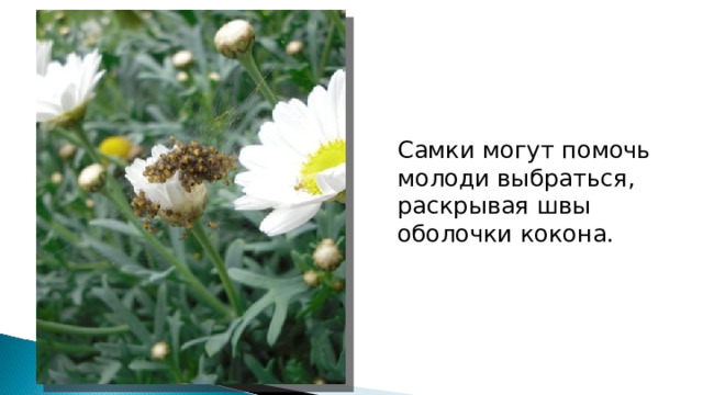 Самки могут помочь молоди выбраться, раскрывая швы оболочки кокона. 