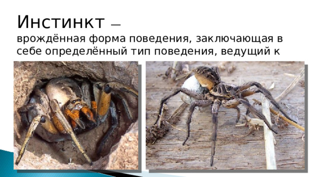 Инстинкт — врождённая форма поведения, заключающая в себе определённый тип поведения, ведущий к сохранению вида. Fir0002 Akiry 