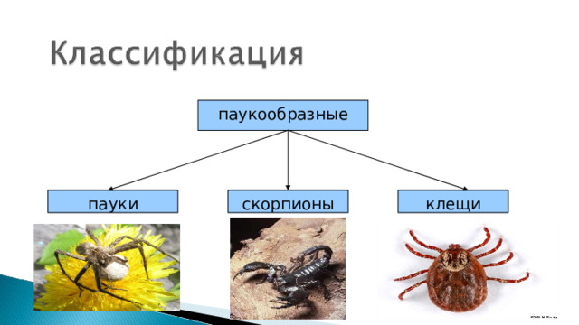 паукообразные клещи скорпионы пауки 4 