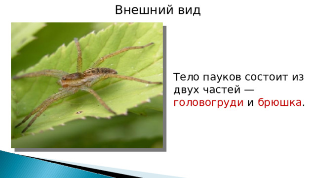 Внешний вид Тело пауков состоит из двух частей — головогруди и брюшка . Lvova 