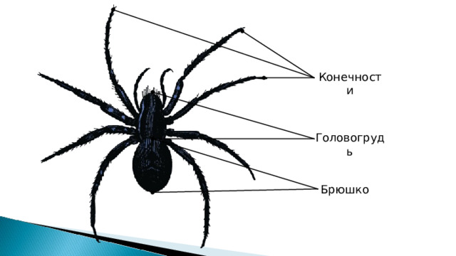 Конечности Головогрудь Брюшко 