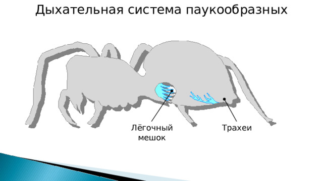 Дыхательная система паукообразных Лёгочный мешок Трахеи 