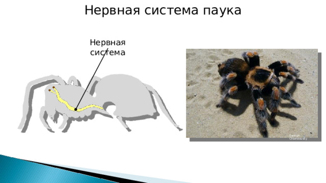 Нервная система паука Нервная система George Chernilevsky 