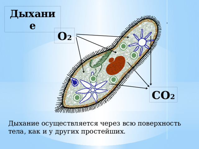 Сократительные вакуоли необходимы простейшим животным. Пищеварительная вакуоль инфузории туфельки. Сократительная вакуоль инфузории туфельки. Инфузория миксотроф. Жизненный цикл инфузории туфельки.