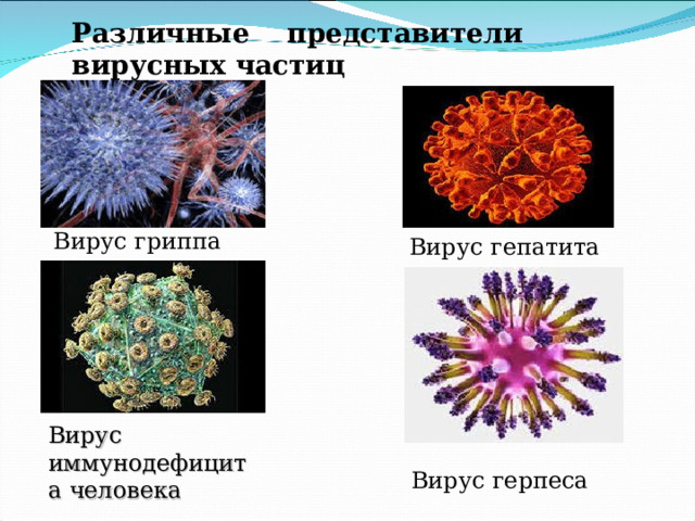 Различные представители вирусных частиц Вирус гриппа Вирус гепатита Вирус иммунодефицита человека Вирус герпеса  
